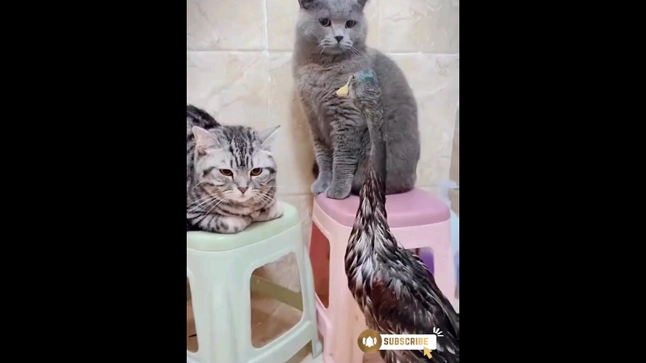 funniest ~cat~and~duckling~lovely*fight🙈🙈😱