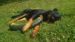 Dog enjoys eating squash