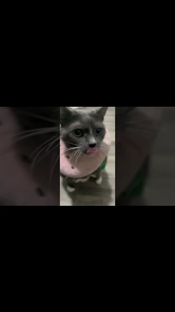 Chunky Cat is Hungryyy