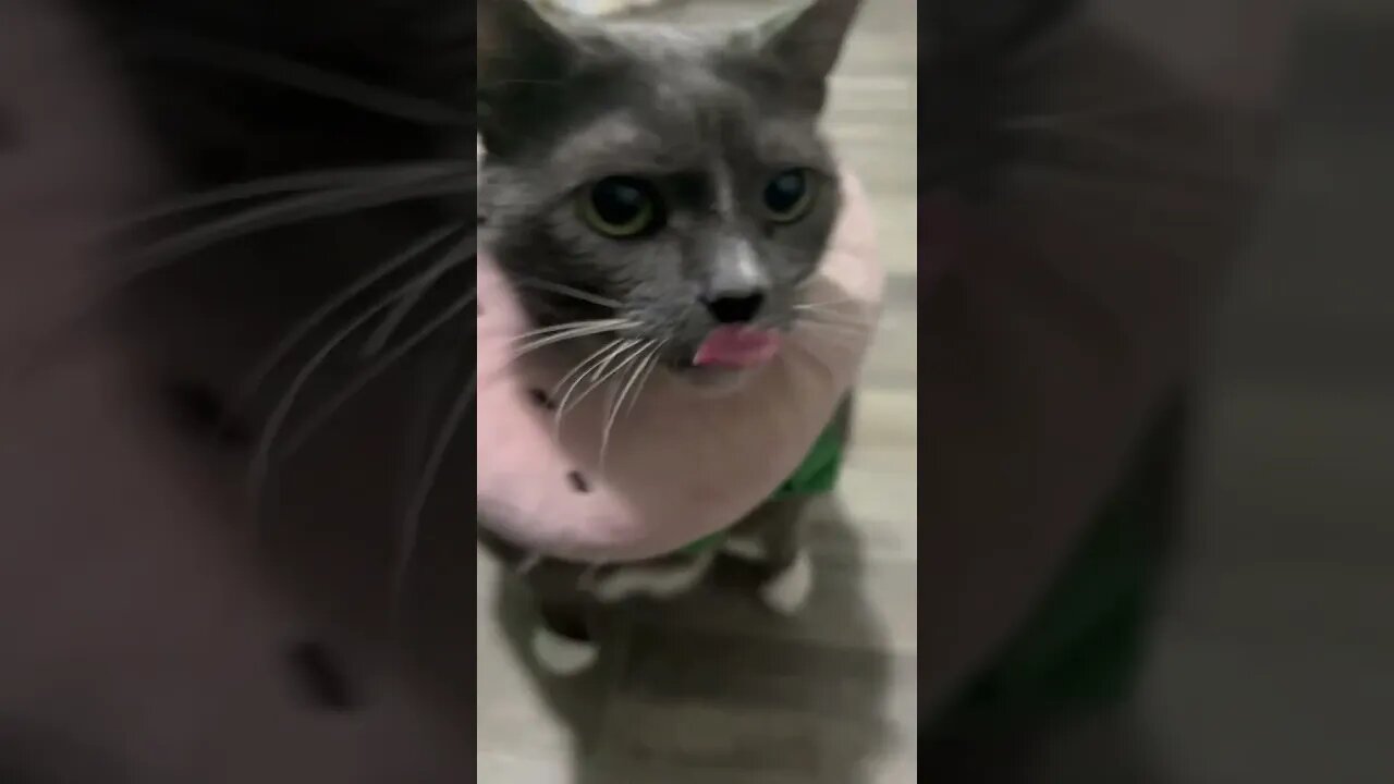 Chunky Cat is Hungryyy