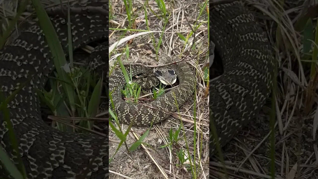 My best find of the year!?!?! #herping #snakes #shorts