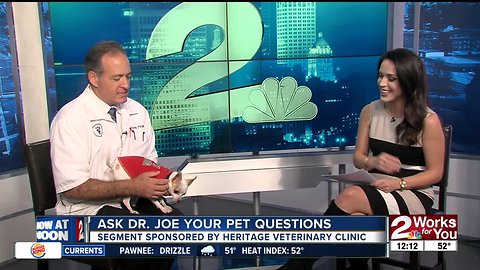 Ask Dr. Joe Your Pet Questions: Switzer the Chihuahua