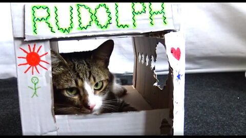 Kitten Rudolph Sits in His House