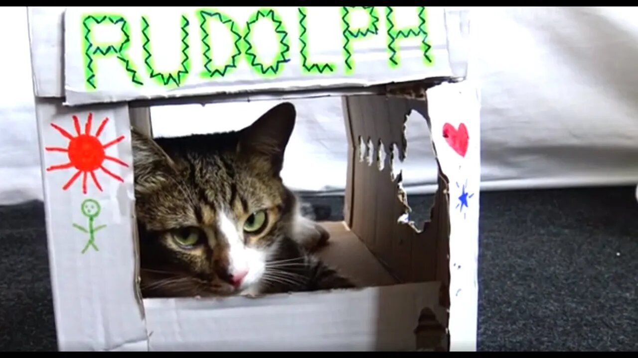 Kitten Rudolph Sits in His House