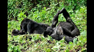 Brincadeira entre irmãos gorilas é filmada em zoológico na Inglaterra