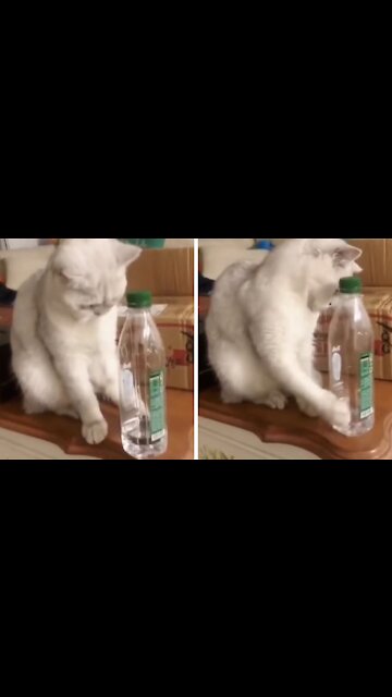 Mischievous Cat, End Up Giving Up The Idea Of Throwing The Bottle When He Is Surprised By His Owner