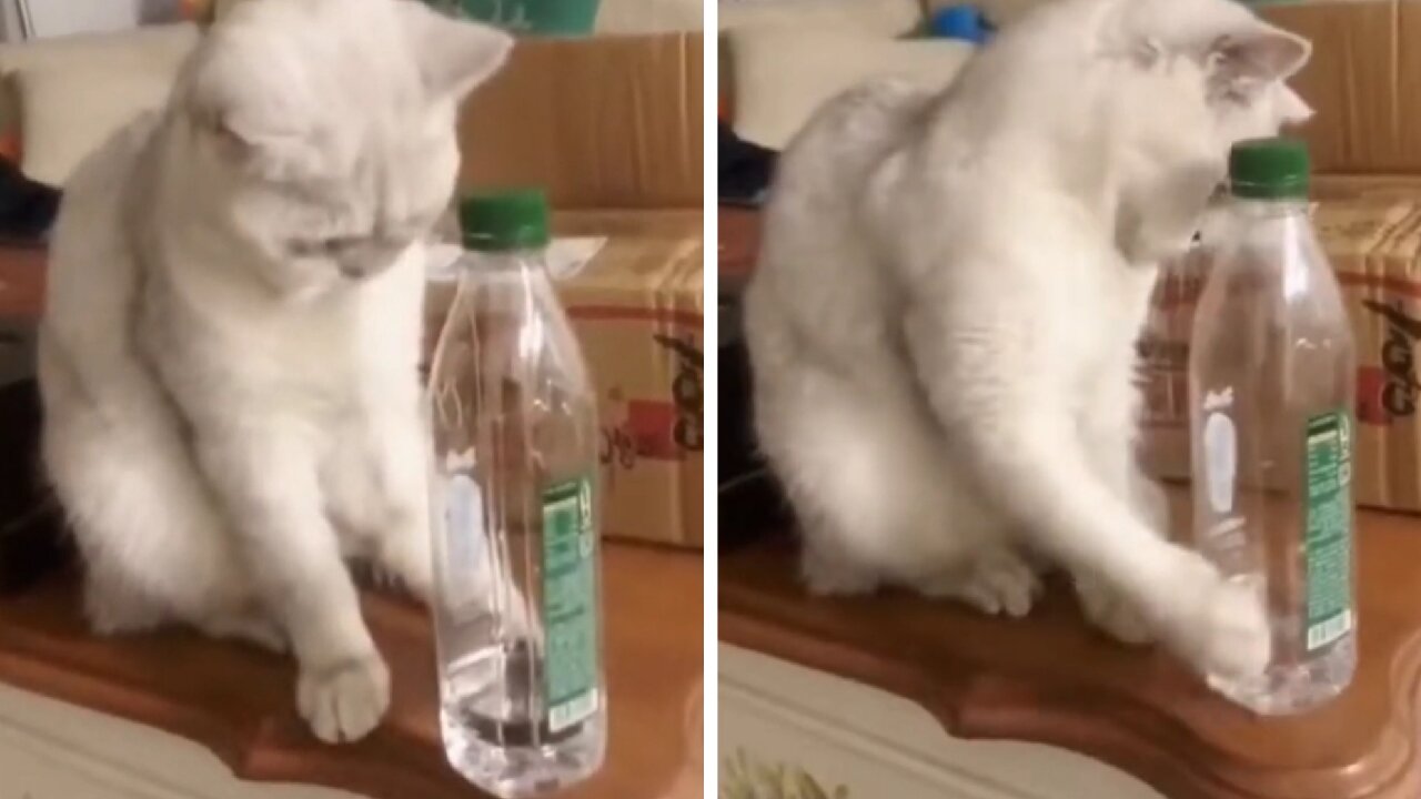 Mischievous Cat, End Up Giving Up The Idea Of Throwing The Bottle When He Is Surprised By His Owner