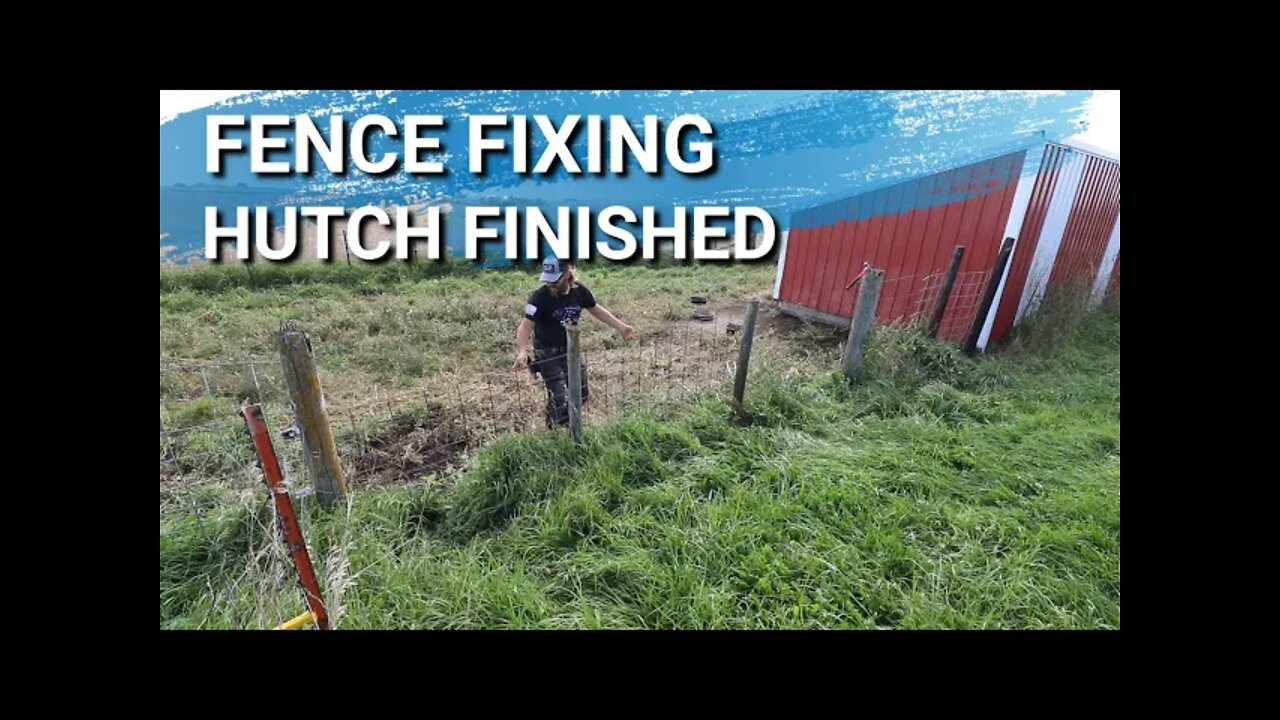 Dreams Really Do Come True | Pig Fence Fixed | Quail Hutch Gets Finished Just In Time