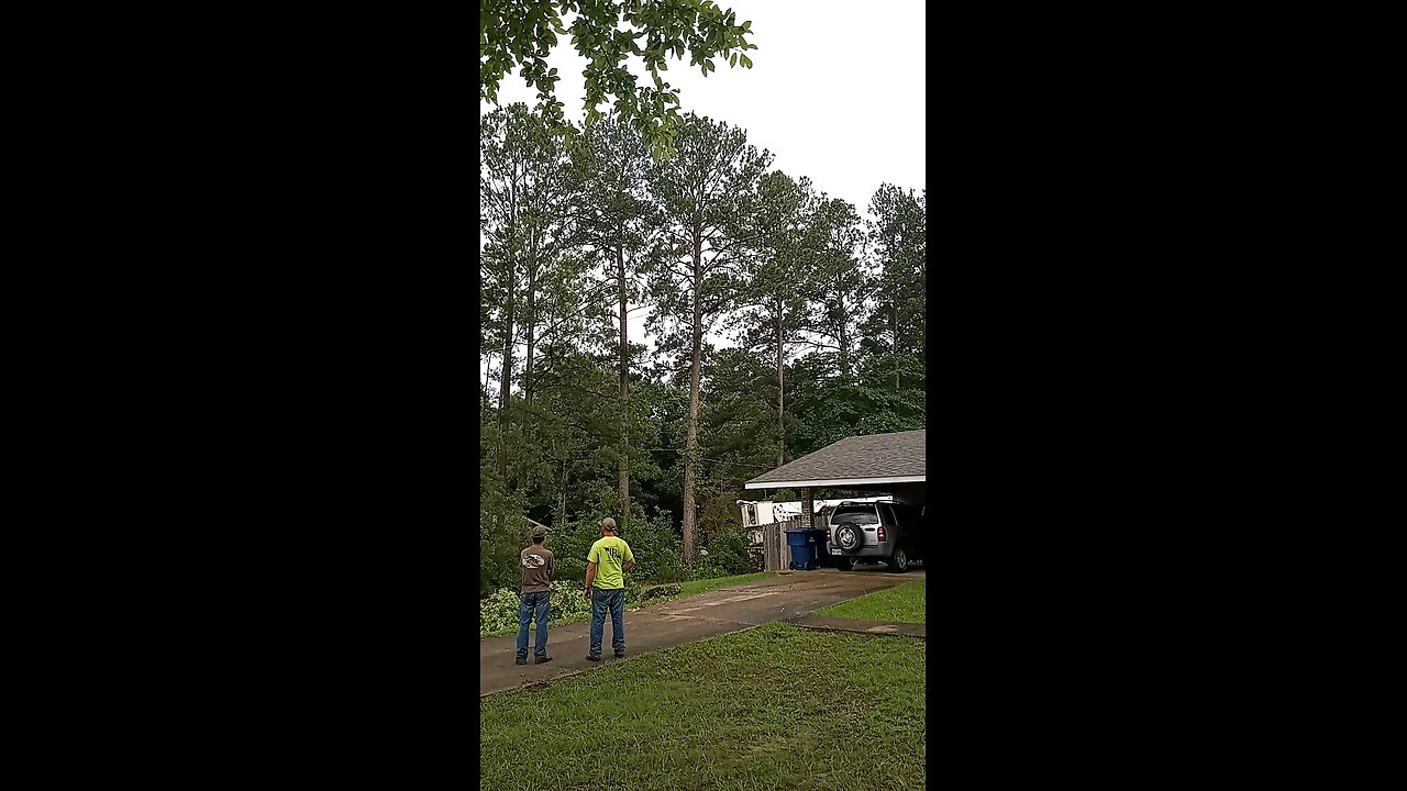 Down comes the leaning pine tree