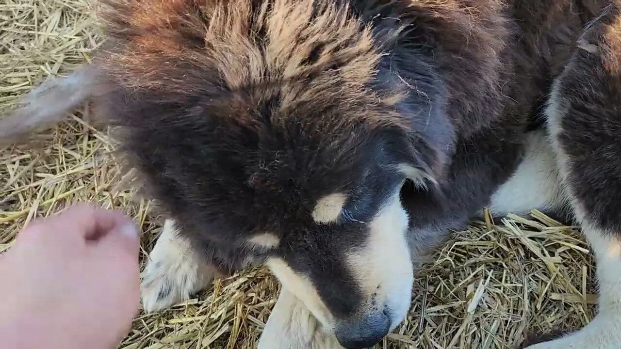 Ancient Guardians Farm Tibetan Mastiffs Bear and Bella with Pygora goats
