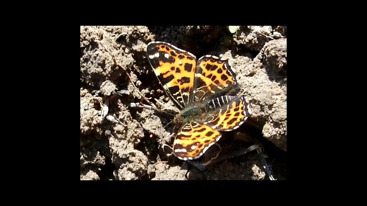 Araschnia levana and prorsa