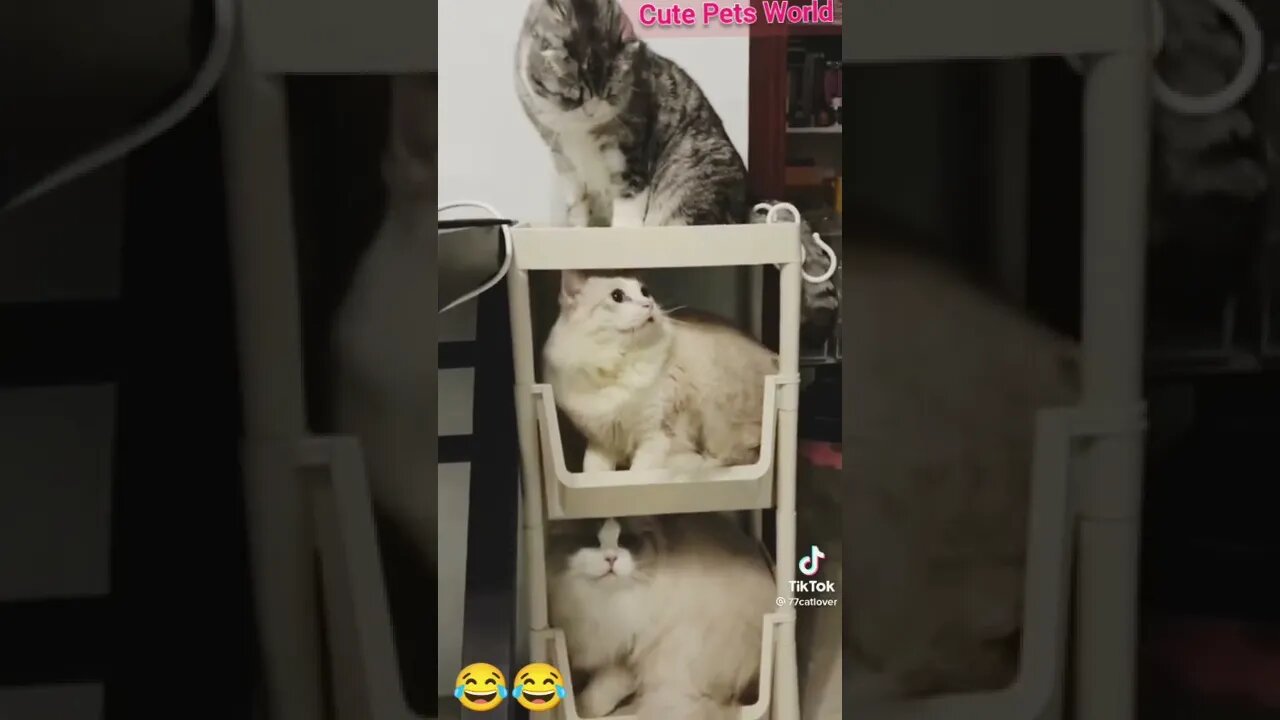 so funny cats video #shorts #funny #tiktok #cat #trending #trend