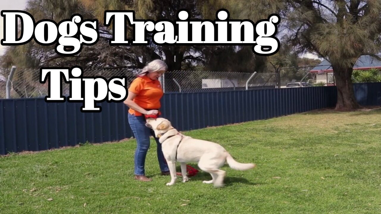 Dog's Training tips : how to teach your dog to sit and (dogs training tips video)