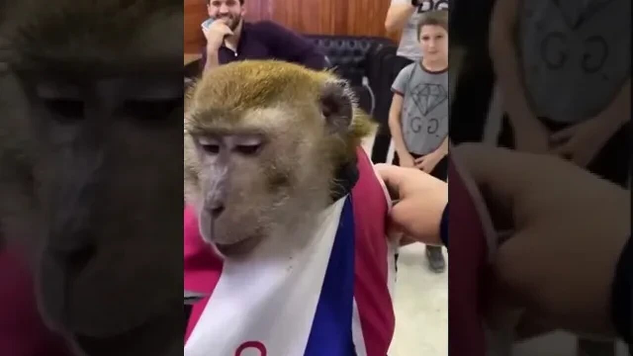 Monkey Gets Boosie Fade!