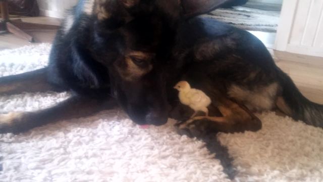 German Shepherd befriends abandoned turkey chick