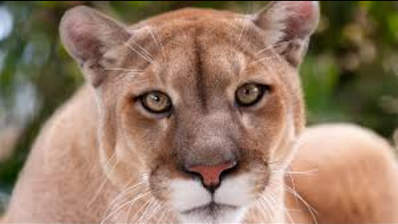 Cougar Mountain Lions Peacocks In LAHORE PAKISTAN PET HOUSE - Amazing Wild Creatures