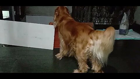 #dogshow , #animals , #dogs (5)