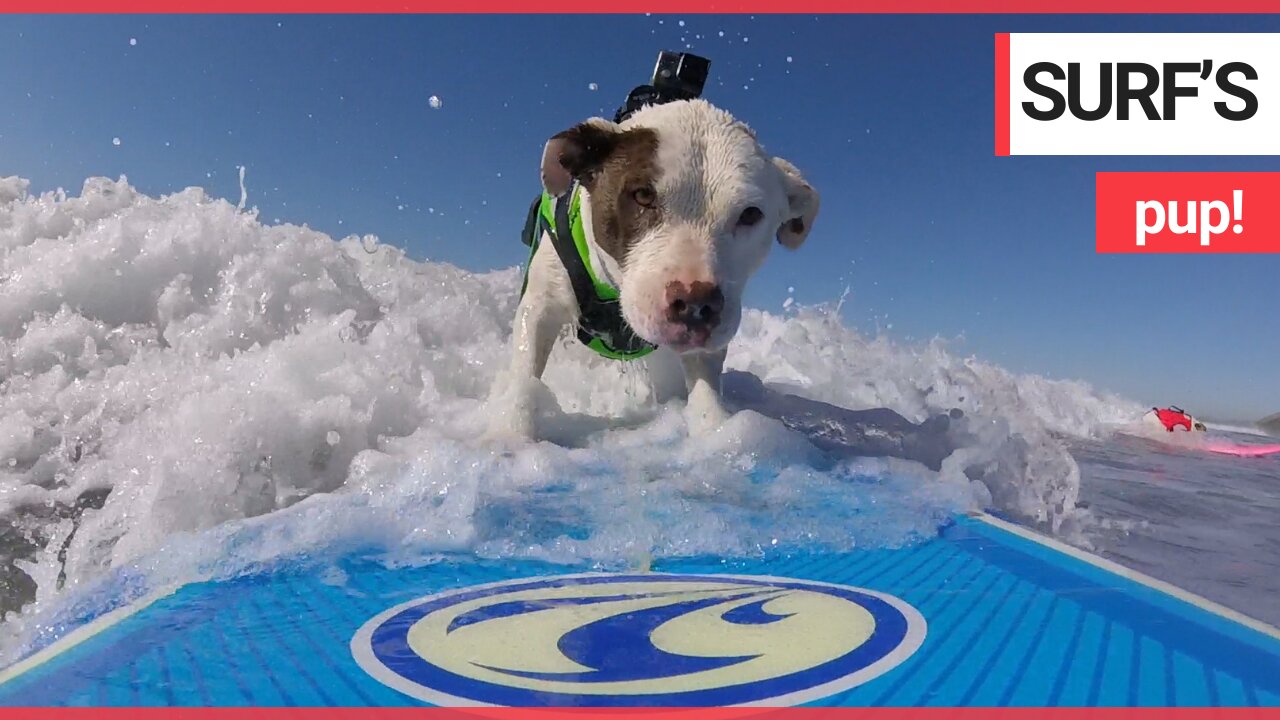 Radical footage shows Pitbull catching waves on her trusty surf board