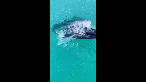 Ice Land