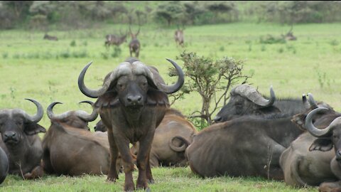 Buffalo jumping from mountain to the river