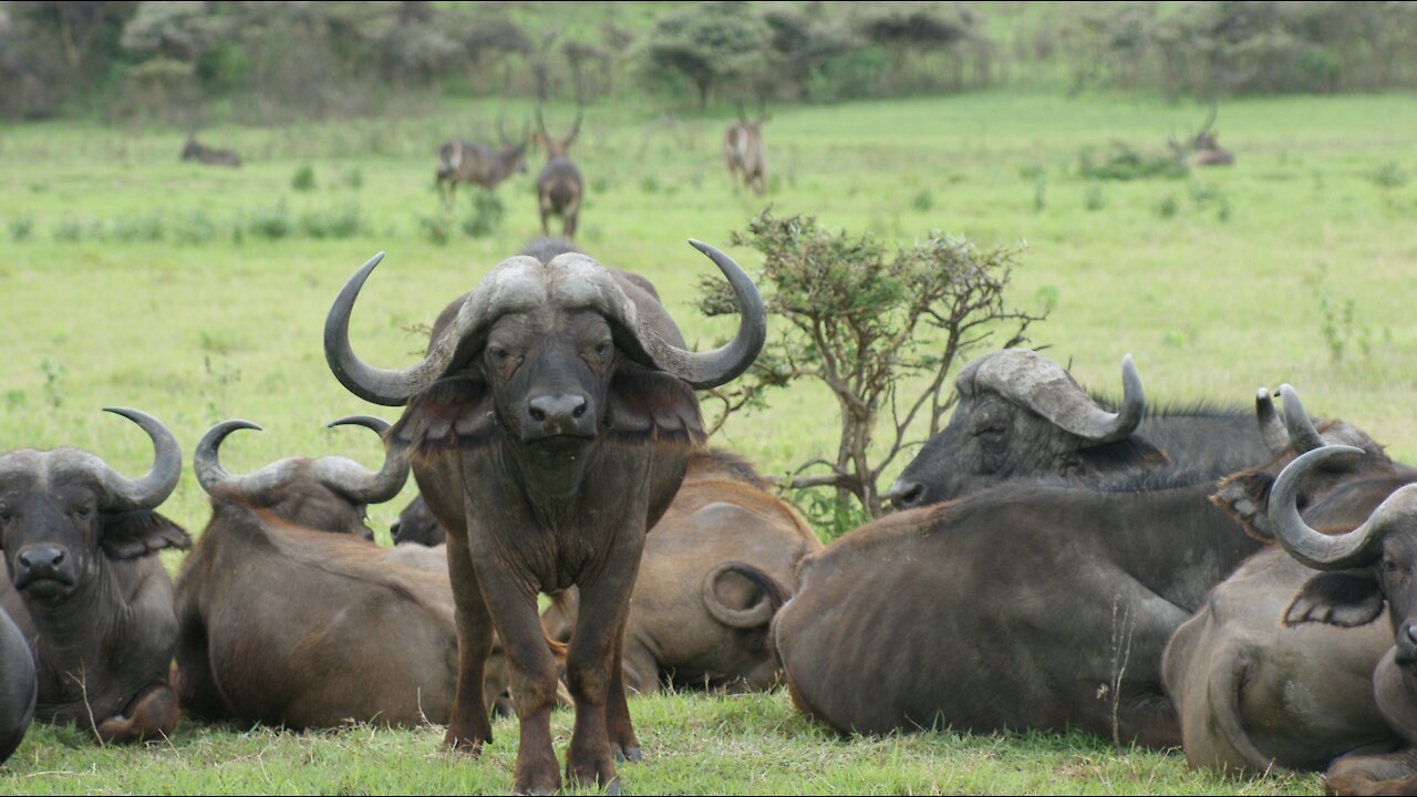 Buffalo jumping from mountain to the river