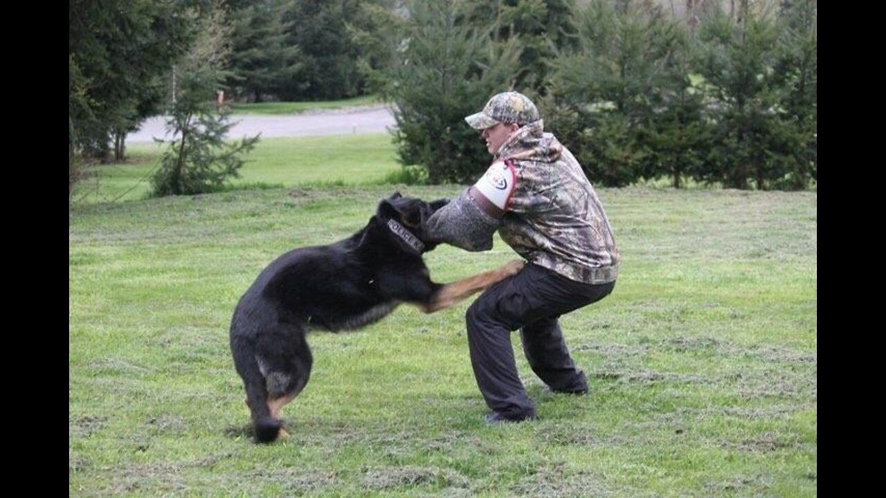 Violent Criminal Bitten by every Police K9 in the County