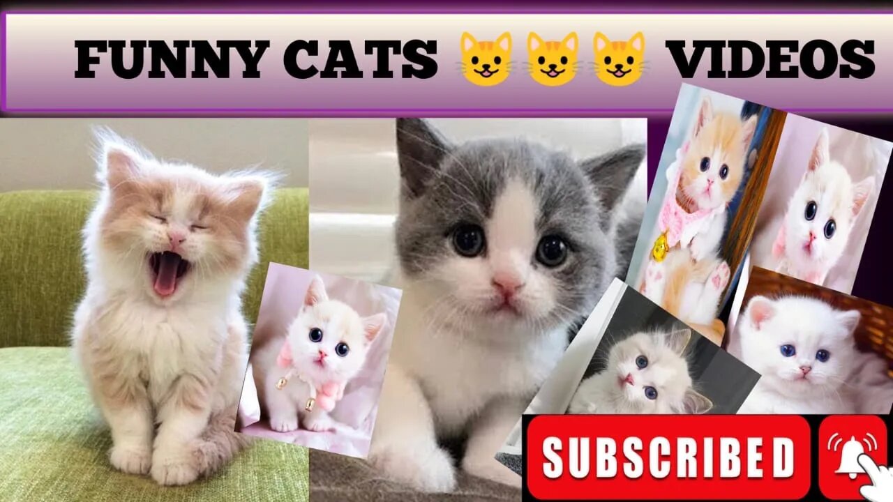 Cutes Cats😻 Funny Video | Cute Kitten | Funniest Cats And Dogs