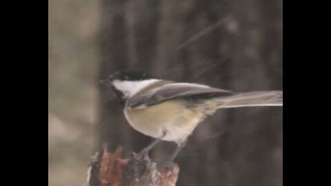 CHICKADEE BRAVES THE SNOW 3477