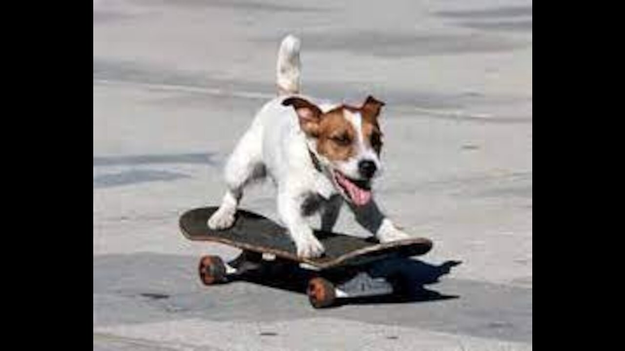 SkateBoard Dog