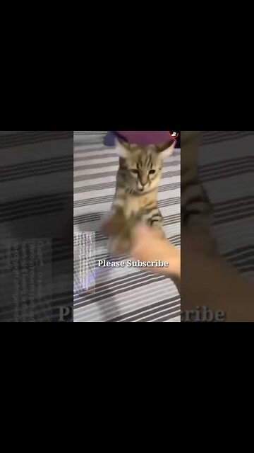 kung fu cat vs hand | funny cats compilation | cute cat videos