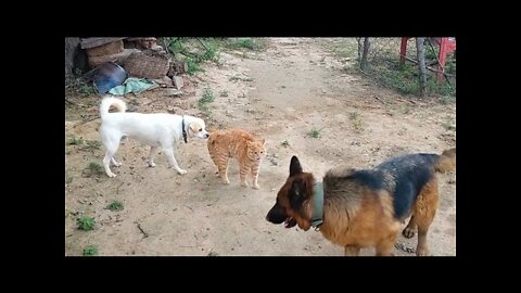 Cat Fight Dogs | Part 1