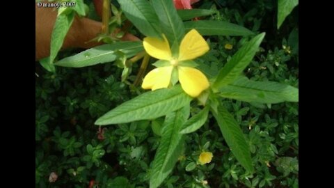 Zèb a pik : La plante NATURELLE de tous les espoirs !