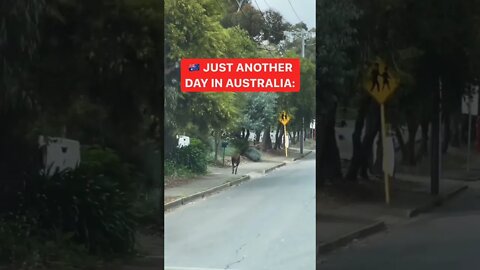 Only on Australia ♥️ #shorts #shortsfeed #clips #shortvideo