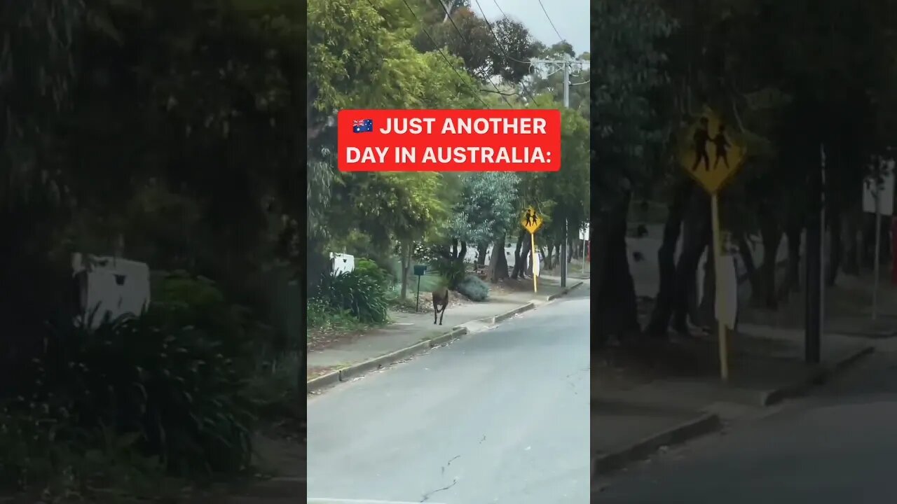 Only on Australia ♥️ #shorts #shortsfeed #clips #shortvideo