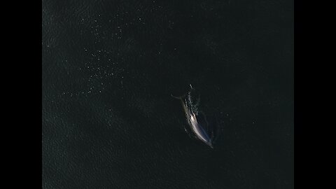 Lone dolphin returns to Galway Bay for fifth straight year