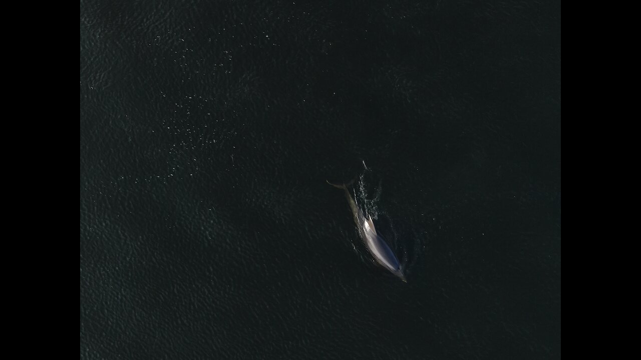 Lone dolphin returns to Galway Bay for fifth straight year