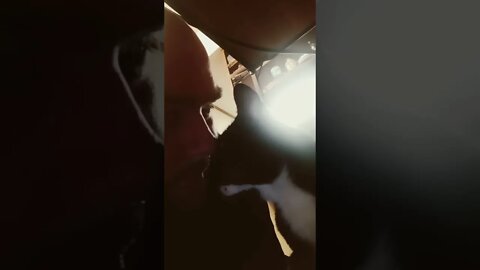 Kitty gets head kissed #shorts #shortsvideo #shortsfeed #catvideos