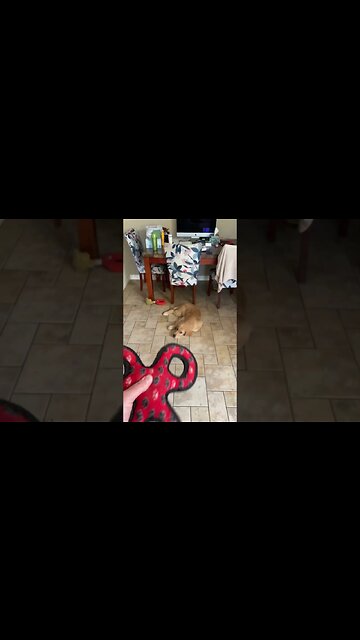 MY DOG IS BROKEN!!! #petsofinstagram #puppy