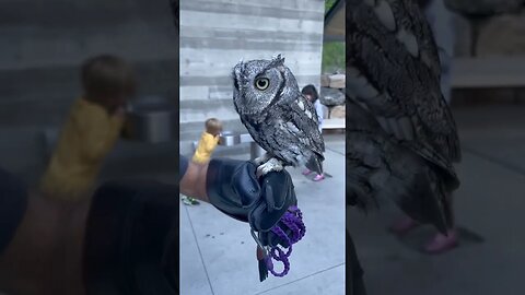 Screech Owl..