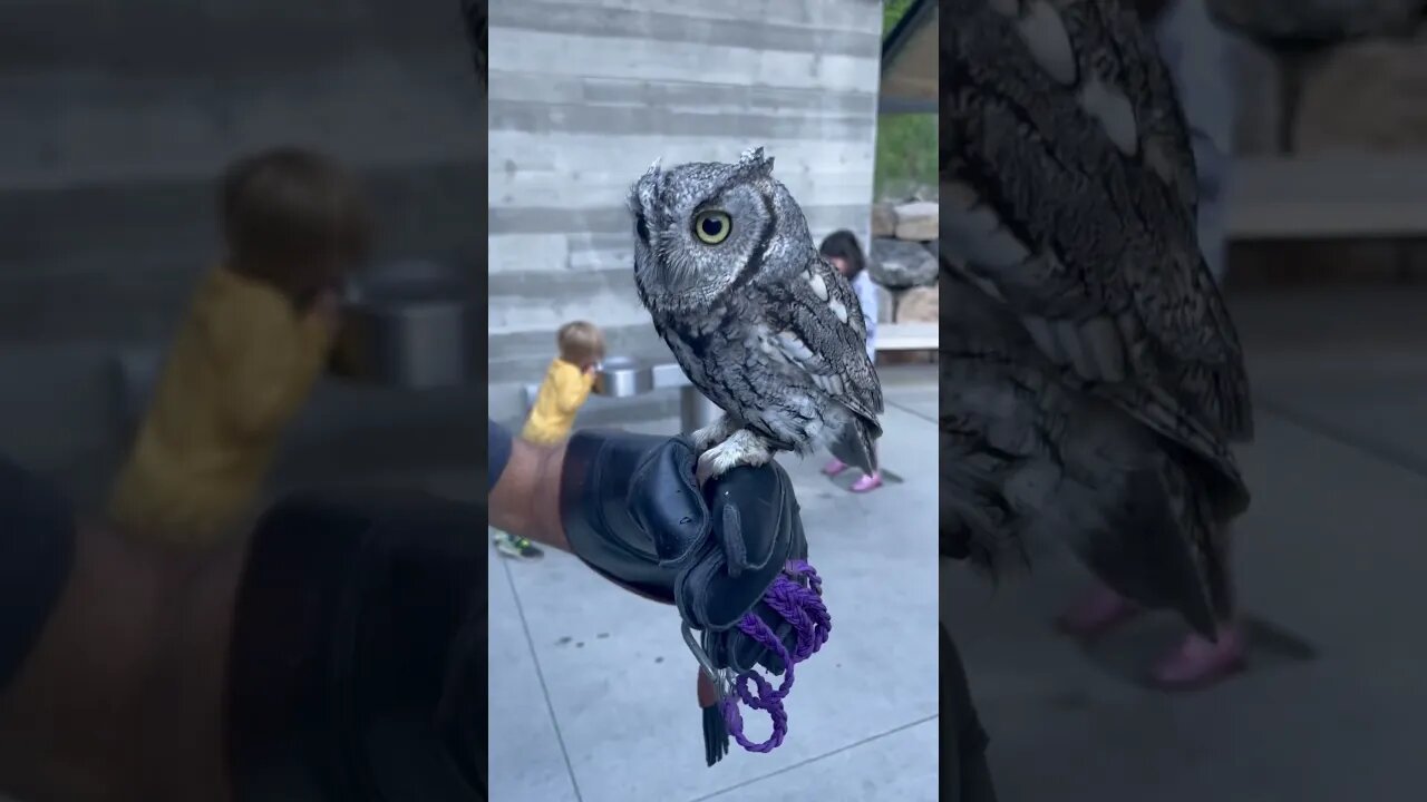 Screech Owl..