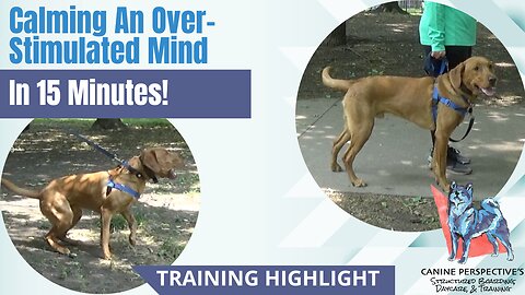 Calming Over-Stimulated Mind In 15 Minutes | Frustration Based Reactivity | Dog Training Highlight