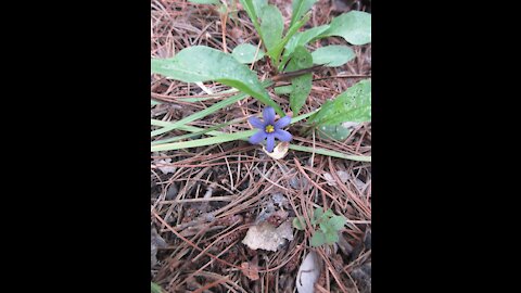 Smooth Beauty Blue Eyed Grass 2021