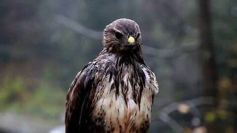 Beautiful Wild Eagle Bird