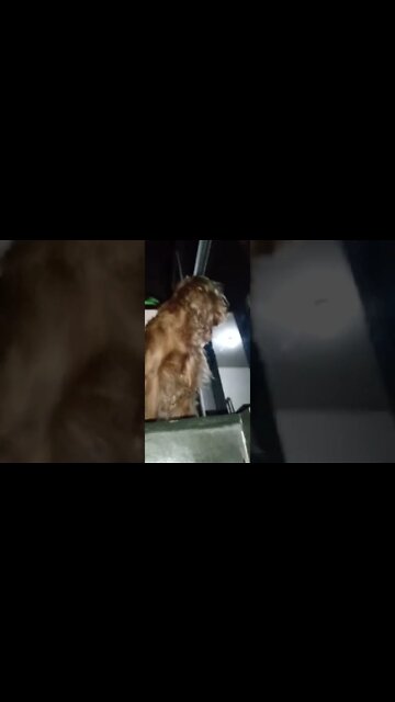 #dogshow, #amimals , #dogs , #shorts