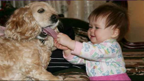 Funny Babies Laughing Hysterically at Dogs Compilation #funnybabydog,