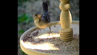 IECV NV #132 - 👀 Crow & House Sparrows Taking Off 11-29-2015