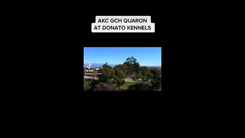 Quaron DCC of Donato Kennels