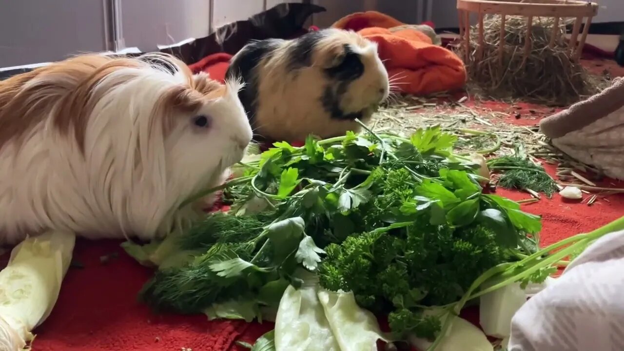 Guinea pigs eating fresh herbs 🌿