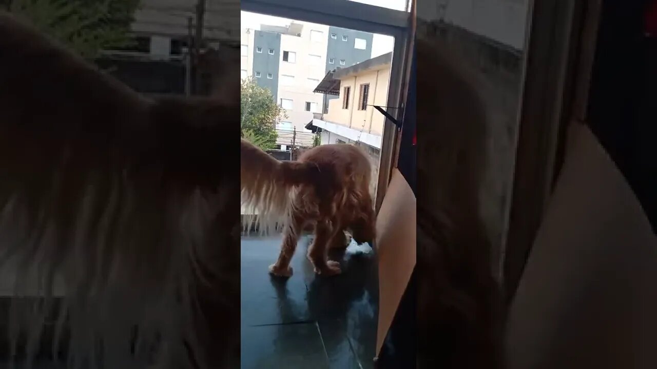 dogshow golden , shorts