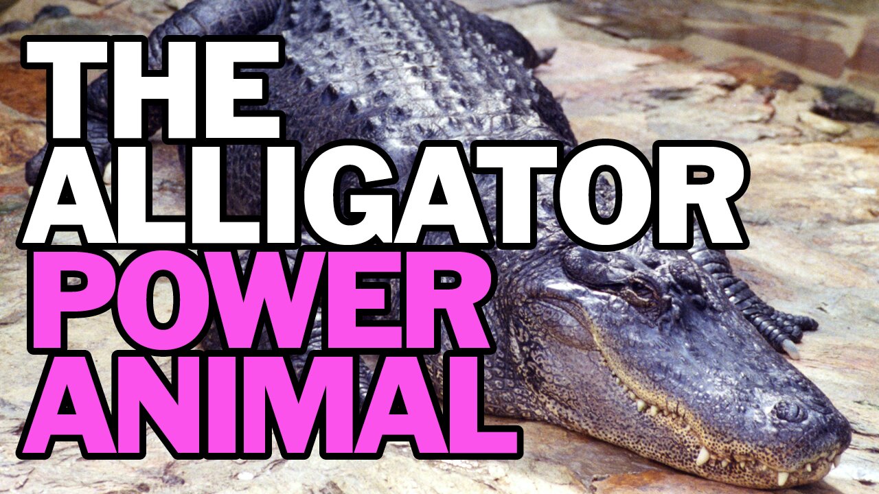 The Alligator Power Animal